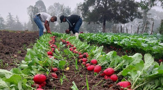MAGA impulsa producción agrícola con enfoque pedagógico./Foto: MAGA.