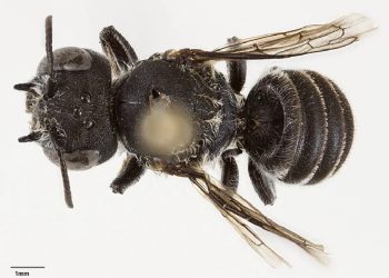 La especie de abeja descubierta en Australia tiene dos pequeños cuernos que le dan un aspecto "demoniaco".