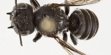 La especie de abeja descubierta en Australia tiene dos pequeños cuernos que le dan un aspecto "demoniaco".