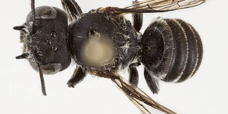 La especie de abeja descubierta en Australia tiene dos pequeños cuernos que le dan un aspecto "demoniaco".