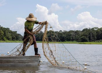 El consumo de alimentos de origen acuático es bajo en América Latina y el Caribe, señala la FAO con motivo del Día Internacional de la Pesca.