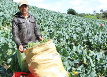 Con el Congreso de Certificación Agroalimentaria, el MAGA reafirma su compromiso con la seguridad alimentaria del país.