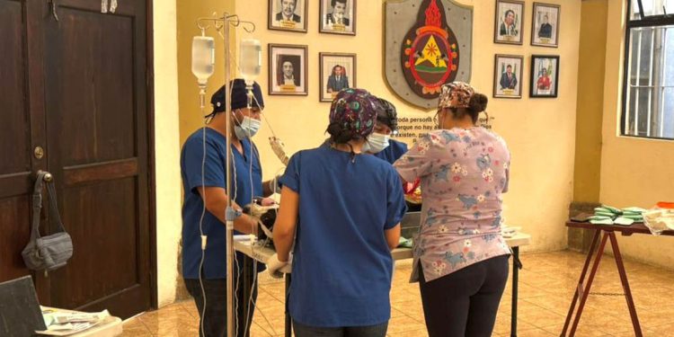 Realizan jornada de castración y esterilización en Parramos, Chimaltenango. (Foto: MAGA)