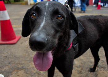 Campaña de Vacunación Antirrábica Canina 2025 ha inmunizado más de dos millones de perros y gatos. (Foto: MSPAS)