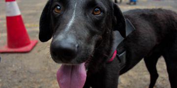 Campaña de Vacunación Antirrábica Canina 2025 ha inmunizado más de dos millones de perros y gatos. (Foto: MSPAS)