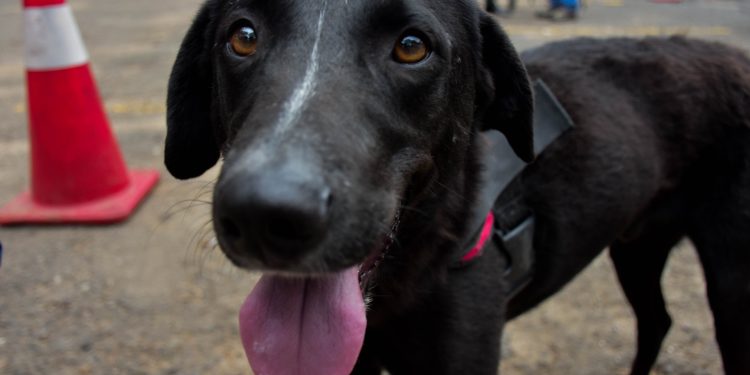 Campaña de Vacunación Antirrábica Canina 2025 ha inmunizado más de dos millones de perros y gatos. (Foto: MSPAS)