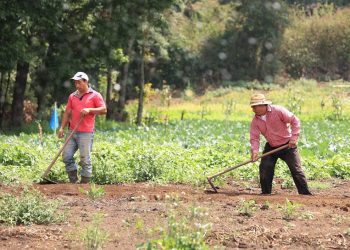 El crédito Tob’anik se ha consolidado como una herramienta clave para pequeños y medianos agricultores. / Foto: MAGA