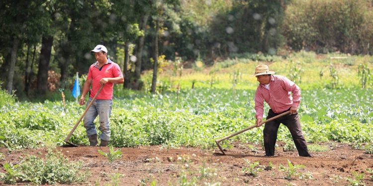 El crédito Tob’anik se ha consolidado como una herramienta clave para pequeños y medianos agricultores. / Foto: MAGA