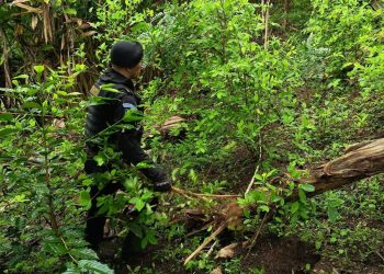Destruyen plantaciones ilícitas en Petén y Baja Verapaz. / Foto: PNC.