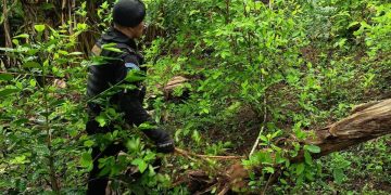Destruyen plantaciones ilícitas en Petén y Baja Verapaz. / Foto: PNC.