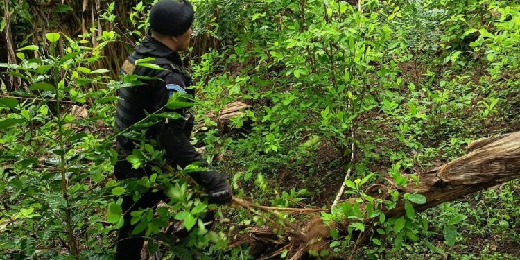 Destruyen plantaciones ilícitas en Petén y Baja Verapaz. / Foto: PNC.