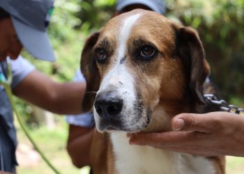 Las pulgas pueden enfermar a nuestras mascotas. / Foto: MAGA.