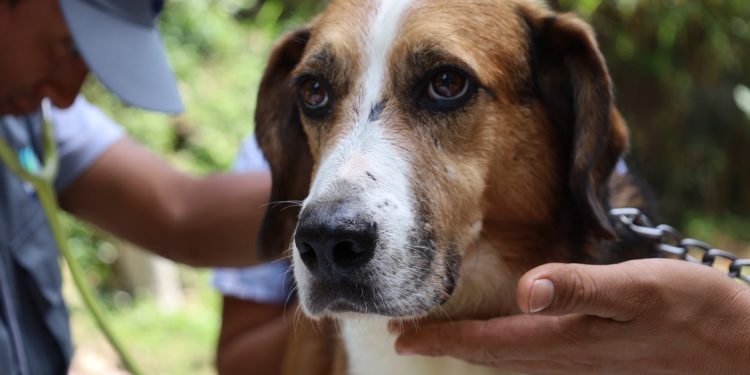 Las pulgas pueden enfermar a nuestras mascotas. / Foto: MAGA.