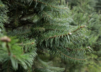 En las ferias del pinabete podrás encontrar árboles, guirnaldas y coronas con su debido marchamo. (Foto: Daniel Ordóñez)