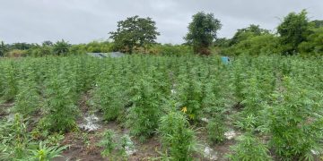 Plantaciones ilícitas localizadas en Las Cruces, Petén. / Foto: PNC.