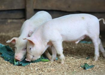 De acuerdo con el estudio en ratones, la grasa de cerdo propicia la reducción de grasa.