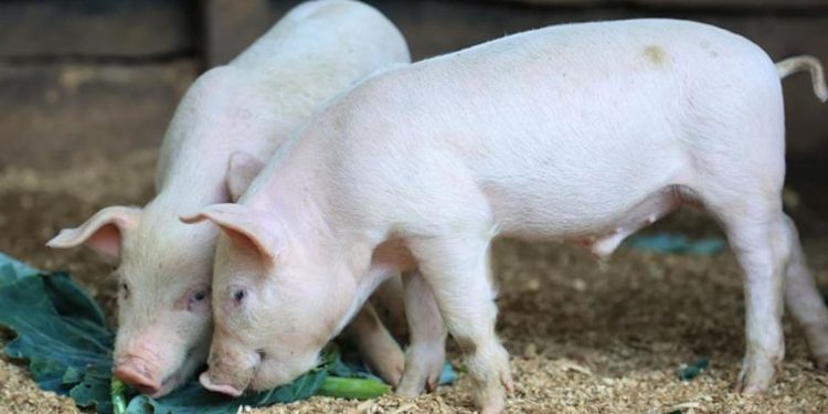 De acuerdo con el estudio en ratones, la grasa de cerdo propicia la reducción de grasa.