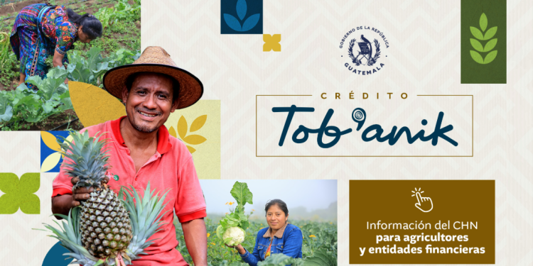 El 66.32% de los agricultores atendidos hasta ahora corresponden a pequeños productores, mientras que 33.68% pertenecen al segmento de medianos. / Foto: MAGA