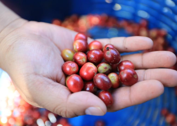 El fideicomiso, se ha consolidado como una herramienta clave para impulsar inversiones en fincas, mejorar procesos productivos y enfrentar los desafíos del mercado internacional. / Foto: MAGA