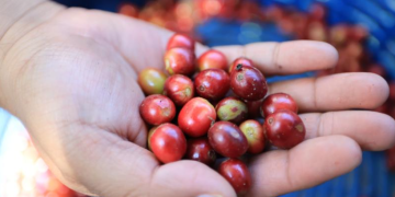 El fideicomiso, se ha consolidado como una herramienta clave para impulsar inversiones en fincas, mejorar procesos productivos y enfrentar los desafíos del mercado internacional. / Foto: MAGA