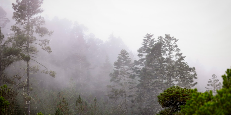 El Segundo Inventario Forestal presentó que el 38% del territorio nacional está cubierto de bosque. (Foto: Analí Camey)