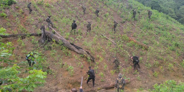 En medio del terreno intervenido, fue descubierta una galera improvisada donde grandes cantidades de hoja de coca estaban listas para ser trasladadas. / Foto: Mingob