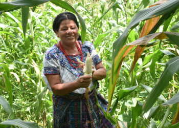 Durante el 2025, una parte considerable del seguro agropecuario se ha destinado a compensar daños provocados específicamente por la sequía. / Foto: MAGA