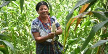 Durante el 2025, una parte considerable del seguro agropecuario se ha destinado a compensar daños provocados específicamente por la sequía. / Foto: MAGA