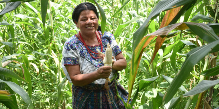 Durante el 2025, una parte considerable del seguro agropecuario se ha destinado a compensar daños provocados específicamente por la sequía. / Foto: MAGA