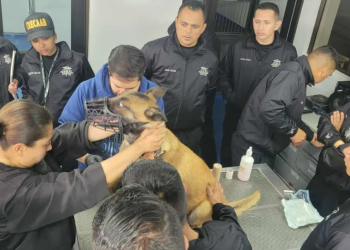 Guías K-9 guatemaltecos se gradúan como enfermeros caninos