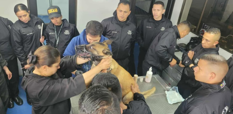 Guías K-9 guatemaltecos se gradúan como enfermeros caninos