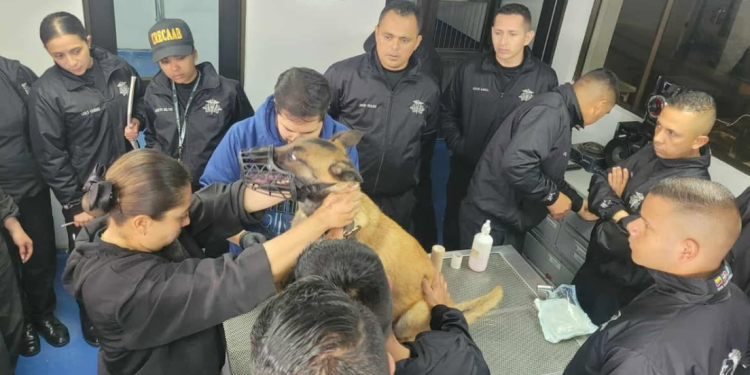 Guías K-9 guatemaltecos se gradúan como enfermeros caninos