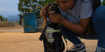 Proteja a las mascotas durante la Quema del Diablo