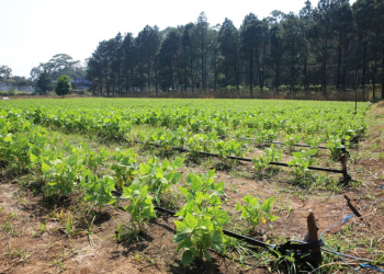 El monitoreo también evalúa los posibles efectos en áreas vulnerables tanto a lluvias como a déficit hídrico. / Foto: MAGA.