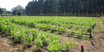 El monitoreo también evalúa los posibles efectos en áreas vulnerables tanto a lluvias como a déficit hídrico. / Foto: MAGA.