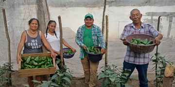 La institución informó que el 91% de las solicitudes presentadas por agricultores ya fueron aprobadas. / Foto: MAGA