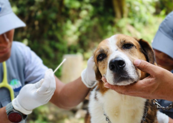 La prevención no solo representa un acto de responsabilidad hacia los animales, sino también una forma de mostrar amor. / Foto: MAGA