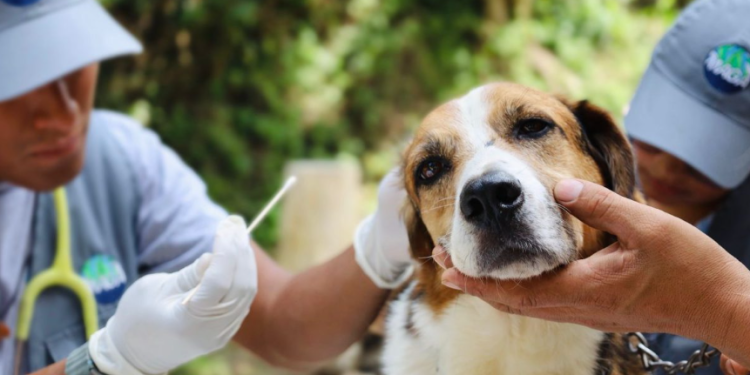 La prevención no solo representa un acto de responsabilidad hacia los animales, sino también una forma de mostrar amor. / Foto: MAGA