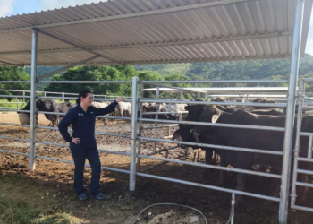 La ministra de Agricultura, Ganadería y Alimentación, María Fernanda Rivera Dávila, supervisó los corrales de inspección pecuaria. / MAGA.