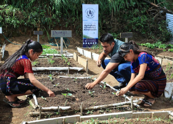 Con estas acciones, el MAGA reafirma su compromiso de impulsar el desarrollo rural y contribuir a la reducción de la inseguridad alimentaria. / Foto: MAGA