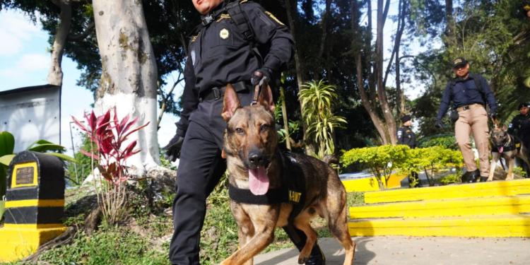 Uno de los momentos más destacados fue la demostración operativa táctica, en la que los nuevos binomios ejecutaron. / Foto: Mingob