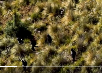 Agentes de la PNC y Ejército en la zona del ataque. / Foto: Video del Gobierno de Guatemala