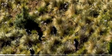Agentes de la PNC y Ejército en la zona del ataque. / Foto: Video del Gobierno de Guatemala