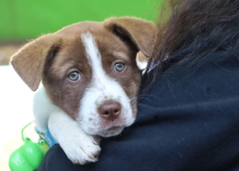 Adoptar o recibir un animal implica asumir un compromiso real, consciente y permanente, que va mucho más allá de la emoción del momento. / Foto: MAGA.