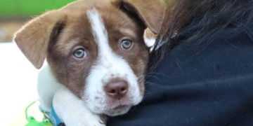 Adoptar o recibir un animal implica asumir un compromiso real, consciente y permanente, que va mucho más allá de la emoción del momento. / Foto: MAGA.