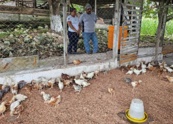 Con estas acciones, el MAGA reafirma su compromiso con el bienestar de las familias peteneras, promoviendo iniciativas que fortalecen la producción agropecuaria. / Foto: MAGA