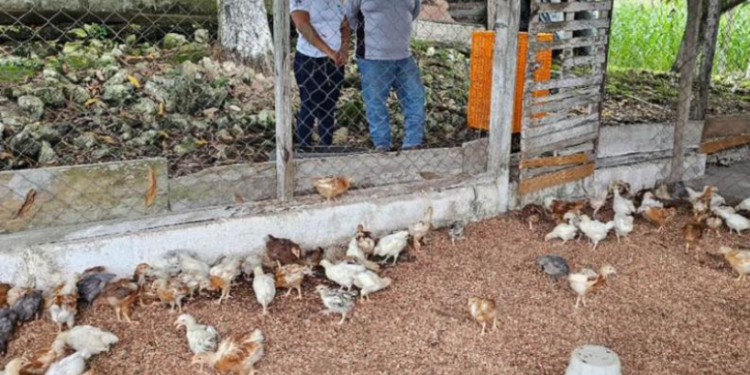 Con estas acciones, el MAGA reafirma su compromiso con el bienestar de las familias peteneras, promoviendo iniciativas que fortalecen la producción agropecuaria. / Foto: MAGA