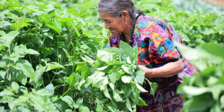 El MAGA reafirmó su compromiso con el campo guatemalteco al impulsar una serie de acciones orientadas al fortalecimiento de la agricultura familiar. / Foto: MAGA.