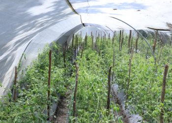 Mantienen monitoreo del clima para proteger la producción agrícola y pecuaria del país