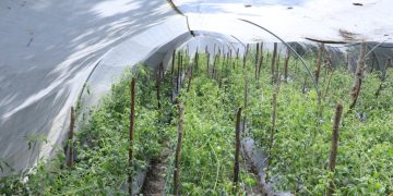 Mantienen monitoreo del clima para proteger la producción agrícola y pecuaria del país